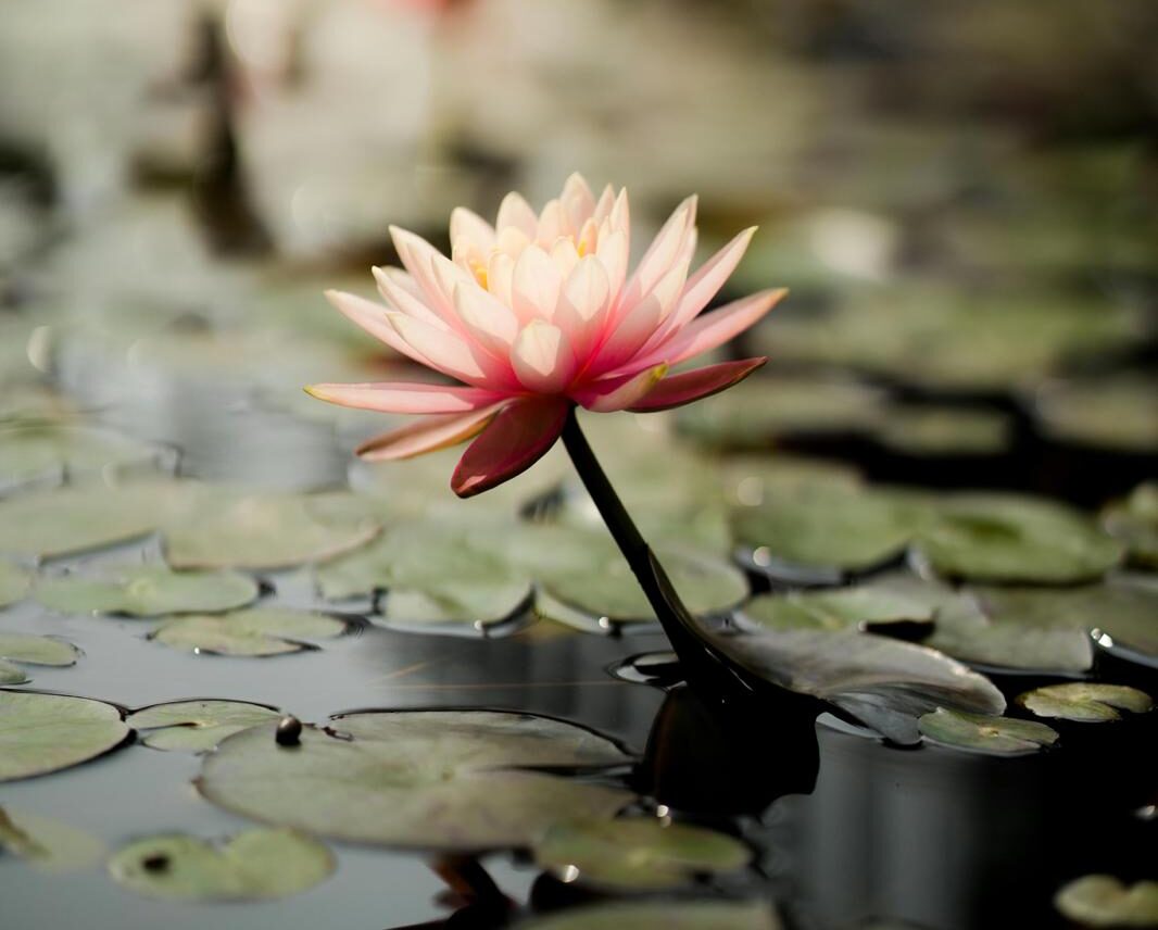 Reiki-Behandlung